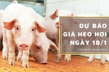 Dự báo giá heo hơi ngày 18/1: Một vài địa phương tiếp tục tăng?