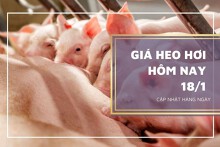 Giá heo hơi hôm nay 18/1: Duy trì từ 50.000 đồng/kg đến 54.000 đồng/kg