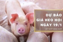 Dự báo giá heo hơi ngày 19/1: Điều chỉnh tăng ở nhiều tỉnh, thành?