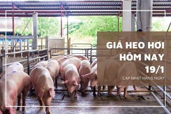 Giá heo hơi hôm nay 19/1: Tăng giảm không đồng nhất từ 1.000 đồng/kg đến 2.000 đồng/kg
