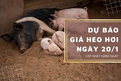 Dự báo giá heo hơi ngày 20/1: Thị trường duy trì đà tăng?