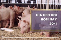 Giá heo hơi hôm nay 20/1: Không ghi nhận biến động, thấp nhất 51.000 đồng/kg