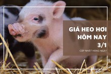 Giá heo hơi hôm nay 3/1: Từ 50.000 đồng/kg đến 54.000 đồng/kg