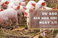 Dự báo giá heo hơi ngày 3/1: Thị trường tiếp tục lặng sóng?