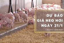 Dự báo giá heo hơi ngày 21/1: Tăng tại nhiều địa phương?