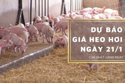 Dự báo giá heo hơi ngày 21/1: Tăng tại nhiều địa phương?