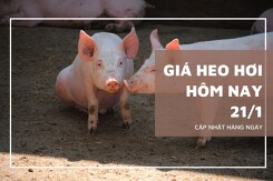 Giá heo hơi hôm nay 21/1: Mức giao dịch cao nhất là 54.000 đồng/kg