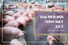 Giá heo hơi hôm nay 22/1: Ghi nhận tăng trong tuần tới?