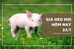 Giá heo hơi hôm nay 23/1: Dao động từ 51.000 đồng/kg đến 54.000 đồng/kg