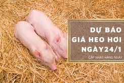 Dự báo giá heo hơi ngày 24/1: Duy trì xu hướng đi ngang?