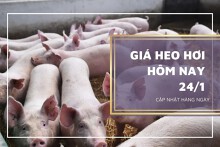 Giá heo hơi hôm nay 24/1: Lặng sóng trên cả nước