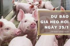Dự báo giá heo hơi ngày 25/1: Tiếp tục đi ngang trên cả nước?