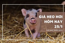 Giá heo hơi hôm nay 25/1: Mức giao dịch cao nhất là 54.000 đồng/kg
