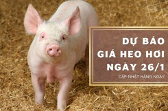 Dự báo giá heo hơi ngày 26/1: Thị trường tiếp tục đứng yên?