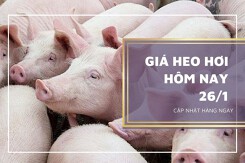 Giá heo hơi hôm nay 26/1: Duy trì đi ngang, cao nhất 54.000 đồng/kg