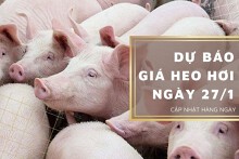 Dự báo giá heo hơi ngày 27/1: Dao động từ 51.000 đồng/kg đến 54.000 đồng/kg