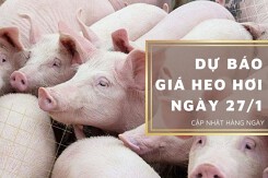 Dự báo giá heo hơi ngày 27/1: Lặng sóng ở tất cả tỉnh, thành?