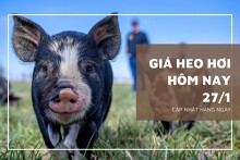 Giá heo hơi hôm nay 27/1: Từ 51.000 đồng/kg đến 54.000 đồng/kg