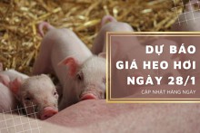 Dự báo giá heo hơi ngày 28/1: Thị trường vẫn giữ nguyên giá giao dịch cũ?