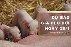 Dự báo giá heo hơi ngày 28/1: Thị trường vẫn giữ nguyên giá giao dịch cũ?