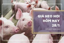 Giá heo hơi hôm nay 28/1: Lặng sóng ở các tỉnh, thành