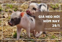 Giá heo hơi hôm nay 29/1: Các tỉnh thành vẫn duy trì xu hướng đi ngang?