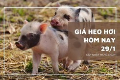 Giá heo hơi hôm nay 29/1: Các tỉnh thành vẫn duy trì xu hướng đi ngang?