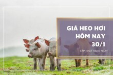Giá heo hơi hôm nay 30/1: Đi ngang ở ba miền, cao nhất 54.000 đồng/kg