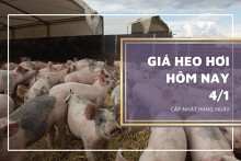 Giá heo hơi hôm nay 4/1: Không có biến động mới, thấp nhất 50.000 đồng/kg