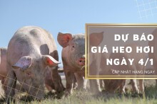 Dự báo giá heo hơi ngày 4/1: Thị trường vẫn duy trì sự bình ổn?
