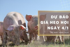 Dự báo giá heo hơi ngày 4/1: Thị trường vẫn duy trì sự bình ổn?