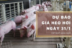 Dự báo giá heo hơi ngày 31/1: Duy trì xu hướng đi ngang ở ba miền?