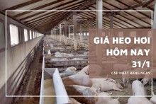 Giá heo hơi hôm nay 31/1: Điều chỉnh 1.000 đồng/kg ở phía Nam