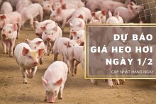 Dự báo giá heo hơi ngày 1/2: Thị trường sẽ tăng giảm trái chiều?