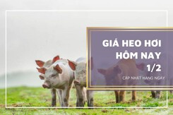 Giá heo hơi hôm nay 1/2: Tăng giảm không đồng nhất 1.000 đồng/kg