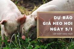 Dự báo giá heo hơi ngày 5/1: Ghi nhận tăng trên cả nước?