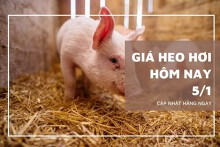 Giá heo hơi hôm nay 5/1: Duy trì xu hướng đi ngang tại nhiều địa phương
