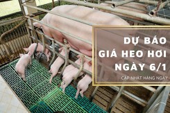 Dự báo giá heo hơi ngày 6/1: Xu hướng đi ngang tiếp tục kéo dài?