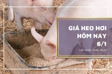 Giá heo hơi hôm nay 6/1: Không ghi nhận biến động mới, cao nhất 54.000 đồng/kg