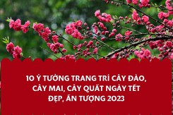 12 ý tưởng trang trí cây đào, cây mai, cây quất ngày Tết đẹp, ấn tượng 2026