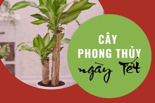 7 loại cây phong thủy ngày Tết giúp gia chủ ‘hút’ may mắn, tài lộc