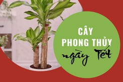 7 loại cây phong thủy ngày Tết giúp gia chủ ‘hút’ may mắn, tài lộc