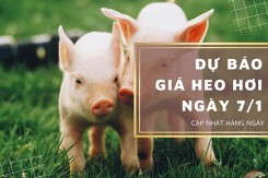 Dự báo giá heo hơi ngày 7/1: Tiếp tục đi ngang ở ba miền?