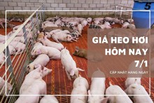 Giá heo hơi hôm nay 7/1: Giảm 1.000 đồng/kg ở khu vực phía Bắc