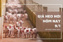 Giá heo hơi hôm nay 9/1: Đi ngang trong ngày đầu tuần