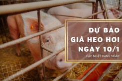 Dự báo giá heo hơi ngày 10/1: Các địa phương không ghi nhận biến động mới?