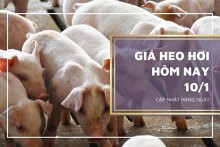 Giá heo hơi hôm nay 10/1: Biến động trái chiều, cao nhất 54.000 đồng/kg