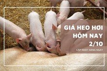Giá heo hơi hôm nay 2/10: Thấp nhất 52.000 đồng/kg