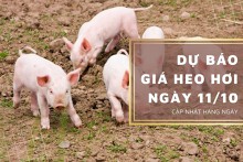 Dự báo giá heo hơi ngày 11/10: Thị trường tiếp đà giảm trên diện rộng?