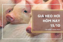 Giá heo hơi hôm nay 15/10: Xu hướng giảm được duy trì trong tuần tới?